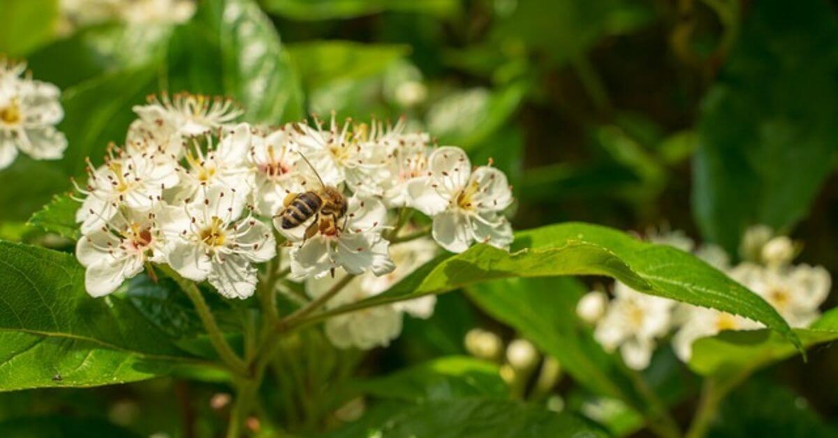 Bee on Aronia plant