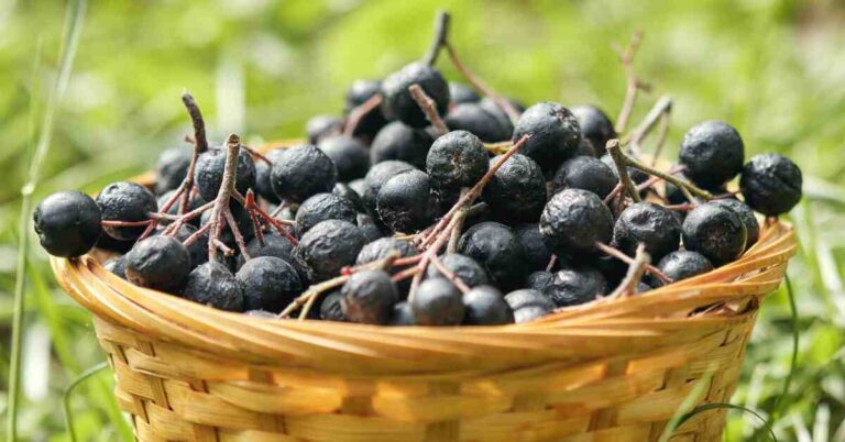 Aronia Berries: The Superfood You Need to Know About