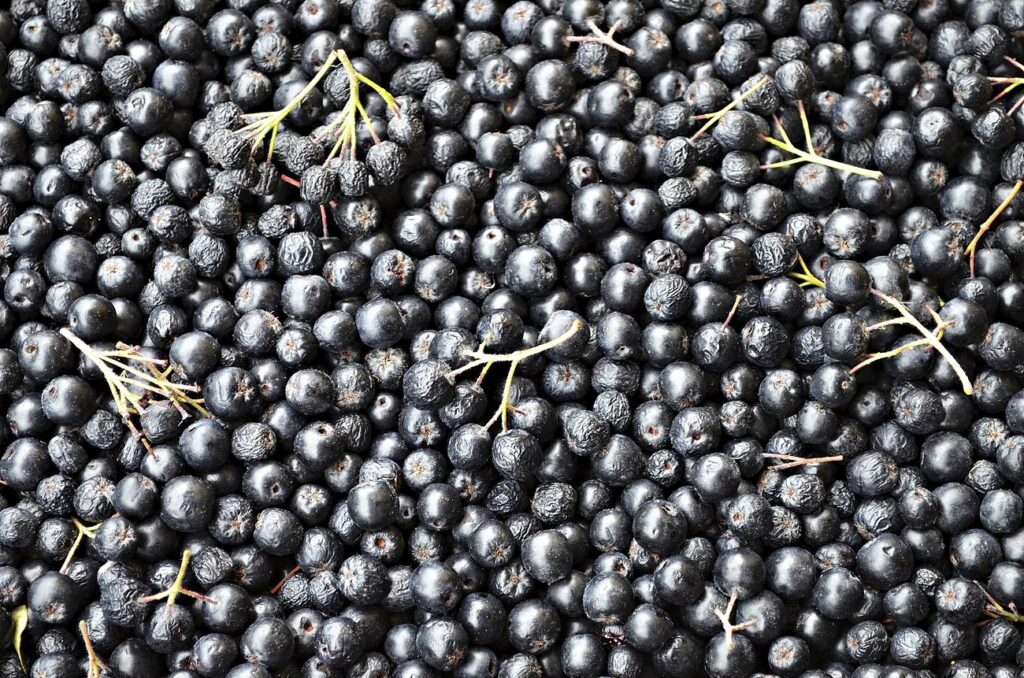 Pile of Aronia berries